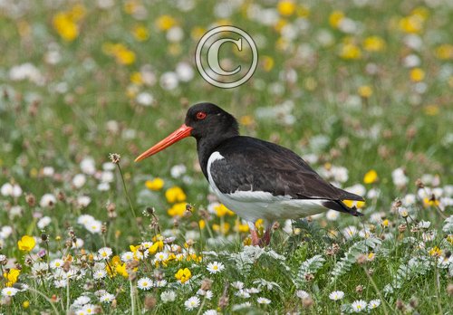 Oystercatcher in the Machair Flowers DM1081